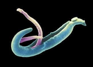 Netherlands : 17 students have a tropical parasitic disease