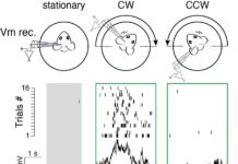 Neuroscientists identify brain circuit that integrates head motion with visual signals