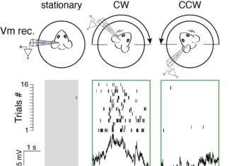 Neuroscientists identify brain circuit that integrates head motion with visual signals