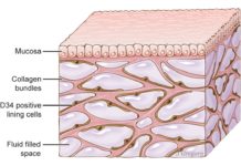 Newfound ‘organ’ had been missed by standard method for visualizing anatomy