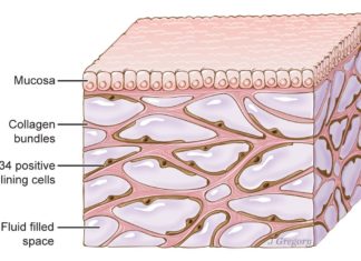 Newfound ‘organ’ had been missed by standard method for visualizing anatomy