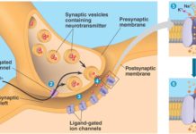 Recycling at the Synapse Revealed