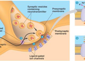 Recycling at the Synapse Revealed