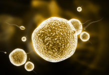 Reproductive System: Functions & Diseases