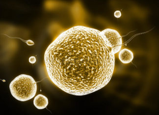 Reproductive System: Functions & Diseases