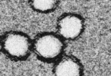 Researchers develop a novel RNA-based therapy to target West Nile virus
