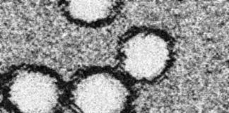 Researchers develop a novel RNA-based therapy to target West Nile virus