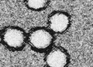 Researchers develop a novel RNA-based therapy to target West Nile virus