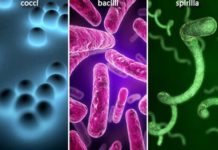 Researchers discover a security chief that sounds the alarm against infections