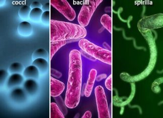 Researchers discover a security chief that sounds the alarm against infections