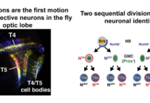 Shedding Light on the Perception of Motion