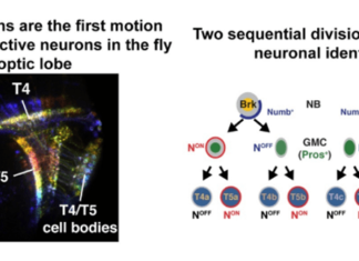 Shedding Light on the Perception of Motion