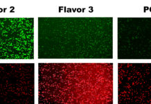 Some e-cigarette ingredients are surprisingly more toxic than others
