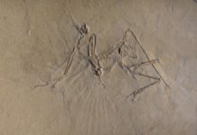 The early bird got to fly: Archaeopteryx was an active flyer