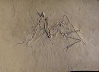 The early bird got to fly: Archaeopteryx was an active flyer