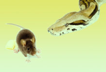 Feed or flee – the brain cells that tell us when to eat and when to run away