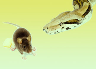 Feed or flee – the brain cells that tell us when to eat and when to run away