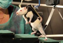 Paraplegic Rat Walks Again After Therapy, and Now We Know Why