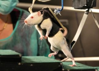 Paraplegic Rat Walks Again After Therapy, and Now We Know Why