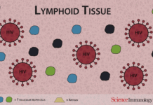 HIV cell dysfunction discovery sheds light on how virus works