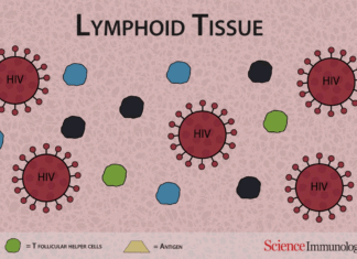 HIV cell dysfunction discovery sheds light on how virus works