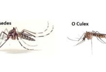 Another mosquito species may carry Zika