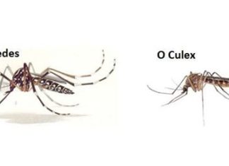 Another mosquito species may carry Zika