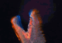 Biobot made of heart cells and gel looks like fluttering butterfly
