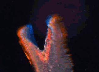 Biobot made of heart cells and gel looks like fluttering butterfly