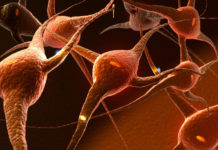 Connection Between Postnatal Sensory Experiences and Brain Development
