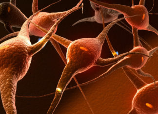 Connection Between Postnatal Sensory Experiences and Brain Development