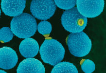 Research finds new mechanism that can cause the spread of deadly infection