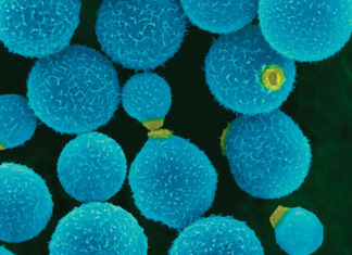Research finds new mechanism that can cause the spread of deadly infection