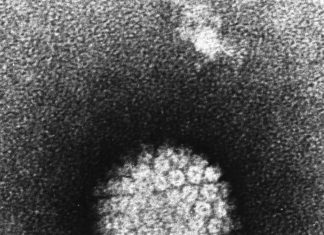 Discovering crucial role of protein that could stop HPV virus infection