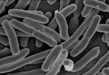 Escherichia coli – are we measuring the wrong thing ?