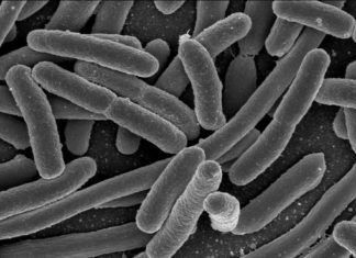 Escherichia coli – are we measuring the wrong thing ?