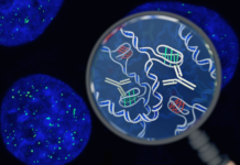Found: A new form of DNA in our cells