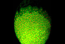 Genetic roadmap to building an entire organism from a single cell