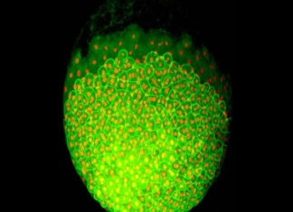 Genetic roadmap to building an entire organism from a single cell