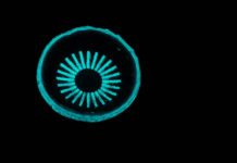 Glowing contact lens could prevent a leading cause of blindness
