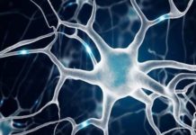 Mechanism behind neuron death in motor neurone disease and frontotemporal dementia discovered