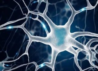Mechanism behind neuron death in motor neurone disease and frontotemporal dementia discovered