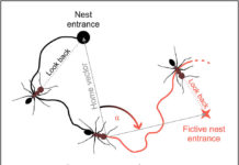 Navigating with the sixth sense: Desert ants sense Earth’s magnetic field