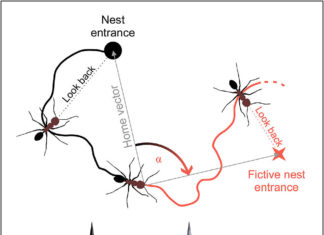 Navigating with the sixth sense: Desert ants sense Earth’s magnetic field