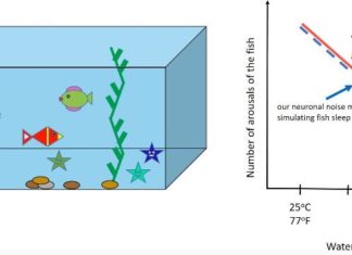 New link between sleep arousals and body temperature may also be connected to SIDS