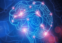 One Gene Spurred Growth of Key Brain Area