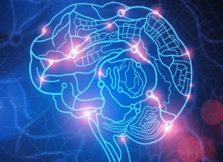 One Gene Spurred Growth of Key Brain Area