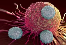 Organoids Reveal how Deadly Brain Cancers Grow