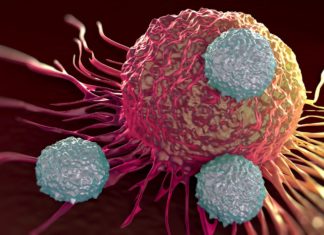 Organoids Reveal how Deadly Brain Cancers Grow