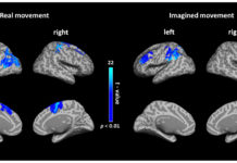 Real and Imagined Movements Are Controlled by the Brain in the Same Way
